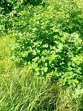 Khaleyssi online show from 03-02-26, 07:32