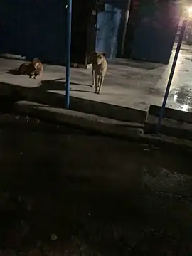 goluaryan online show from 04-07-26, 07:47