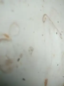 Mounstro3 online show from 11-28-25, 04:42