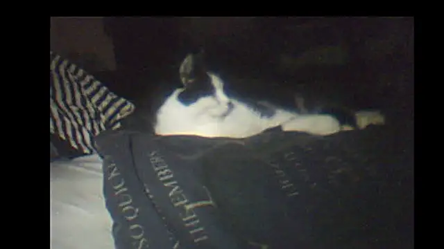 pietje1991 online show from 01-08-26, 09:17