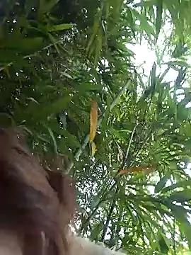 Snapshot of Bianly chatting on 03-14-26, 01:55 Bianly online show from 03-14-26, 01:55