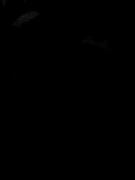 Reeelo online show from 11-28-25, 04:09