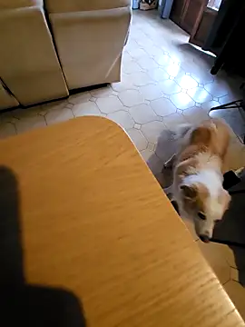 Stingles online show from 10-03-25, 06:43