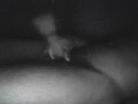 Snapshot of Bigcockjamaican876 chatting on 10-15-25, 04:56 Bigcockjamaican876 online show from 10-15-25, 04:56