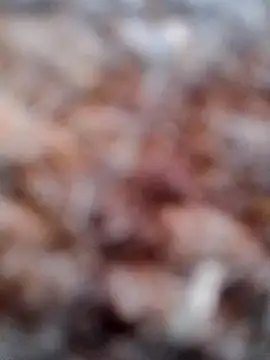 Rs sonam online show from 02-06-26, 02:49