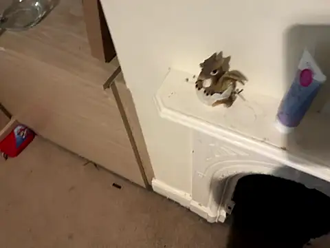 Scarletcum22 online show from 01-11-26, 11:37