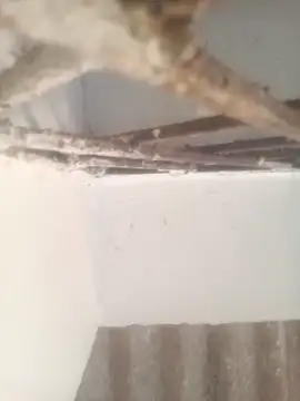 Pallu Asha online show from 03-17-26, 01:32