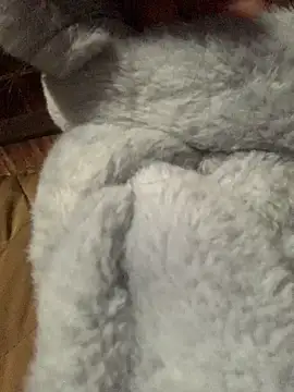 bi-bo123 online show from 01-08-26, 01:19