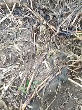 Pampirara online show from 03-21-26, 09:14