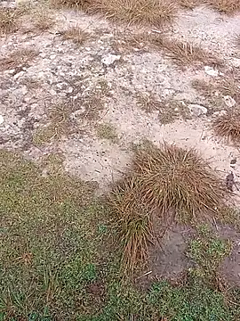 sexygosht online show from 12-01-25, 02:33