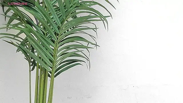 sebastamayo  online show from 01-09-26, 08:54