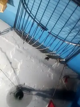 Snapshot of Akanksha_soni chatting on 04-13-26, 07:08 Akanksha soni online show from 04-13-26, 07:08