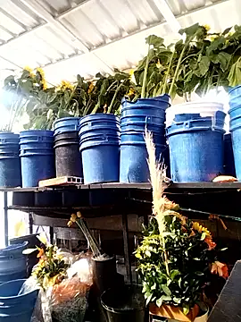 Snapshot of Almeyjose chatting on 01-13-26, 02:44 Almeyjose online show from 01-13-26, 02:44