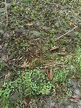 Shivanisingh4 online show from 03-30-26, 02:01