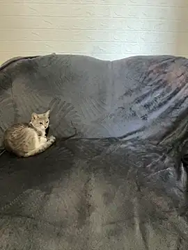 AlisRoxy online show from 02-22-26, 06:13