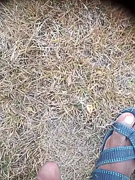 Ambala1 online show from 05-23-26, 03:01