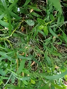 luck00y online show from 07-08-26, 12:59