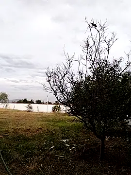 Chacal Armyy online show from 03-09-26, 11:20