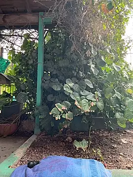 sofy alone online show from 03-05-26, 08:49