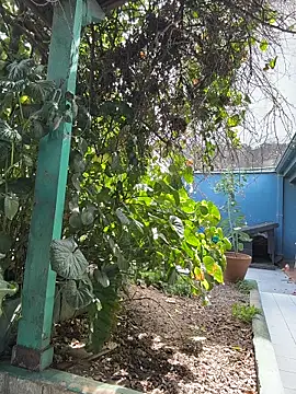 sofy alone online show from 03-20-26, 05:18