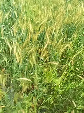 FinableKnee online show from 03-29-26, 04:12