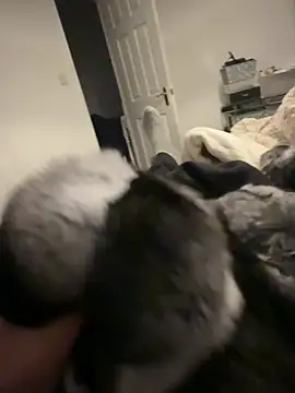 Furdale online show from 02-06-26, 06:44