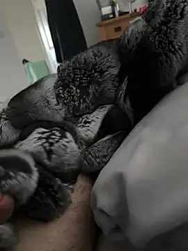 Furdale online show from 04-21-26, 06:01