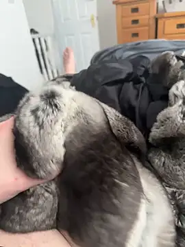 Furdale online show from 04-25-26, 03:09