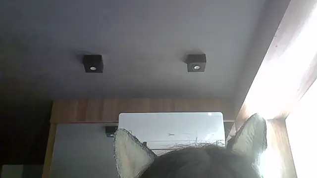 Skinny-Kitten online show from 03-17-26, 12:15