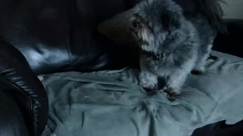 66bear online show from 12-22-24, 11:00