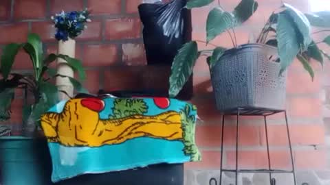 Snapshot of _tarek_ chatting on 10-24-25, 10:17 _tarek_ online show from 10-24-25, 10:17