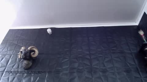  Miss Agata  online show from 02-24-26, 06:28