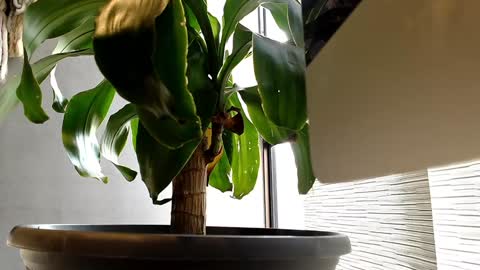 Alex  Dani online show from 01-11-25, 09:25