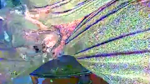 Alex online show from 10-27-25, 11:20