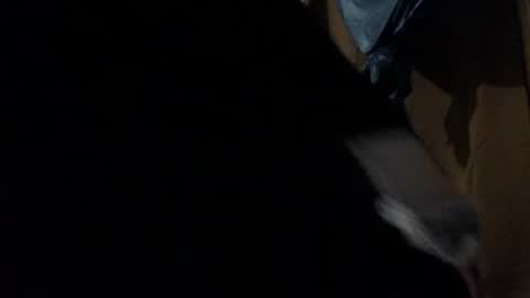 amileadivinestar0987 online show from 12-26-24, 01:51