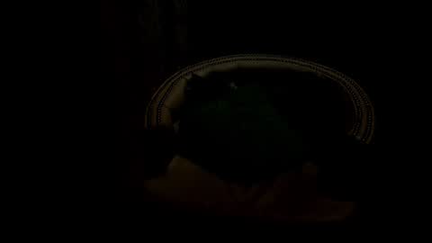 analia18  online show from 01-17-25, 06:33