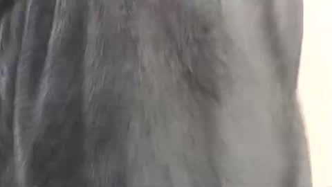 Assiology online show from 02-17-25, 04:15