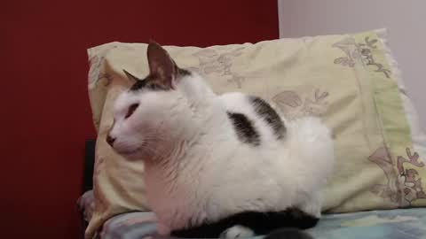 bayonette_black online show from 02-03-25, 11:20