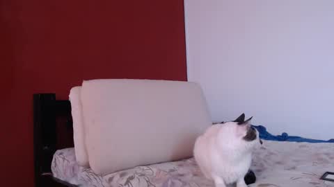 bayonette_black online show from 09-20-25, 12:06