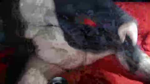 biggrey66 online show from 12-14-24, 04:34