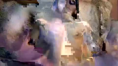 bigwytecock1979 online show from 12-05-24, 07:16