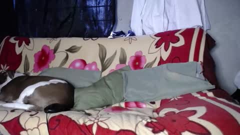 Black Panther online show from 09-27-25, 11:48