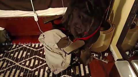 Blackjag00 online show from 03-05-25, 09:26