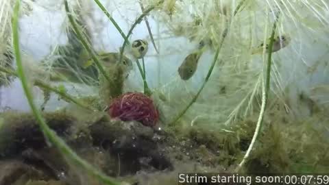 Booker Baxton online show from 10-24-25, 03:03