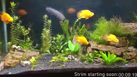 Booker Baxton online show from 11-15-25, 03:59