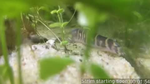 Booker Baxton online show from 02-20-26, 04:09