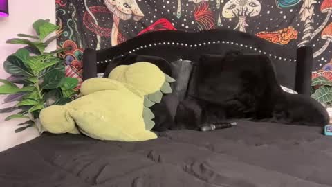 Puddin online show from 09-22-25, 12:01