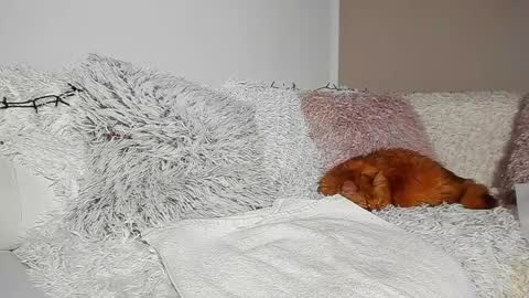 brianadiamondxxx online show from 04-07-26, 07:14