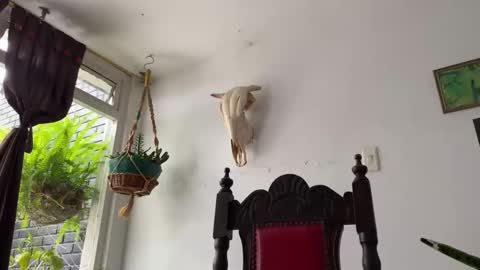  Camille   online show from 10-31-25, 06:42