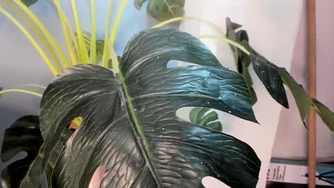 Camillo Virgil online show from 10-17-25, 11:02